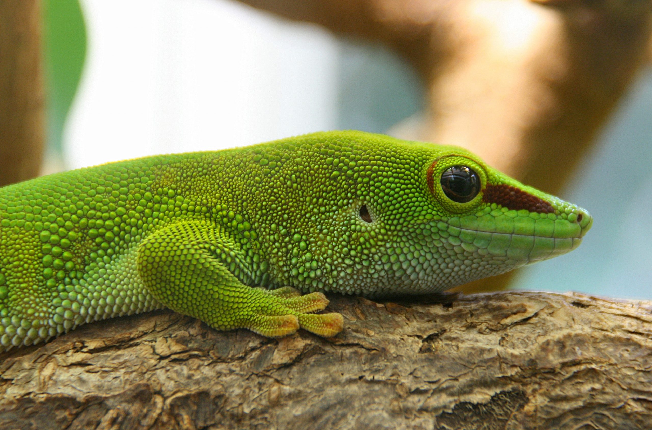 A close-up of the Madagascar Green Gecko