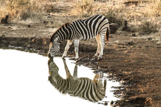 A zebra drinking from the waterhole