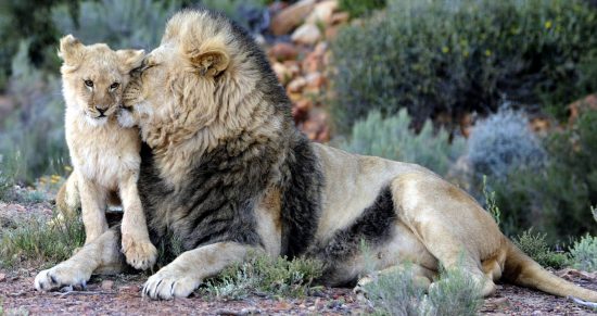 Père lion frottant son lionceau avec son museau, famille d'animaux sauvages.