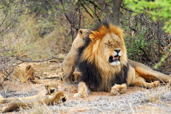 Père lion et ses lionceaux dans la savane