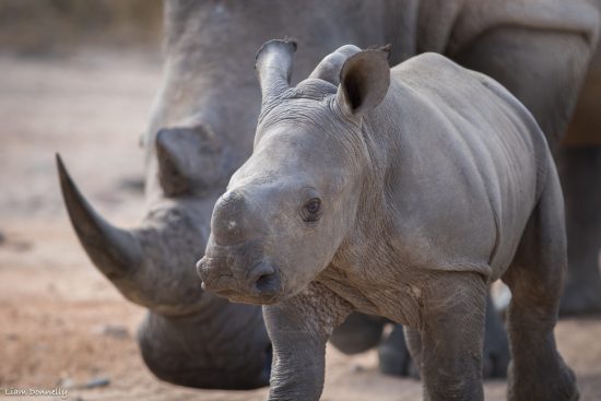 A young rhino with protective mother behind