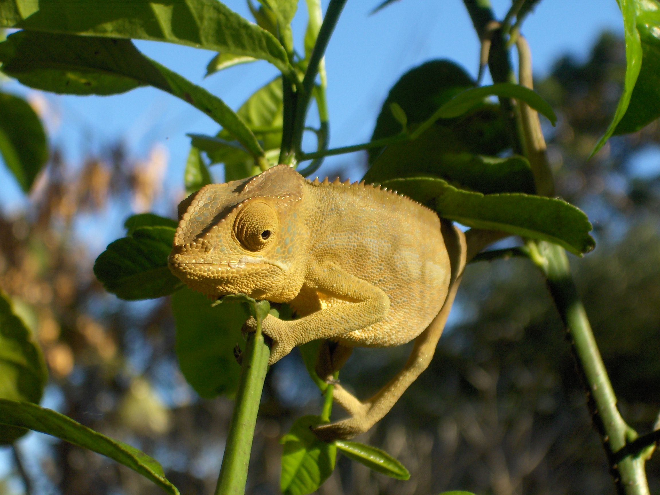 A Madagascan Chameleon