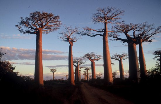 The Baobab trees are one of the oldest 