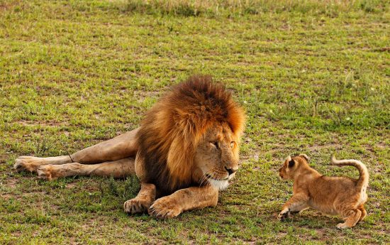 Père lion et son lionceau dans la savane