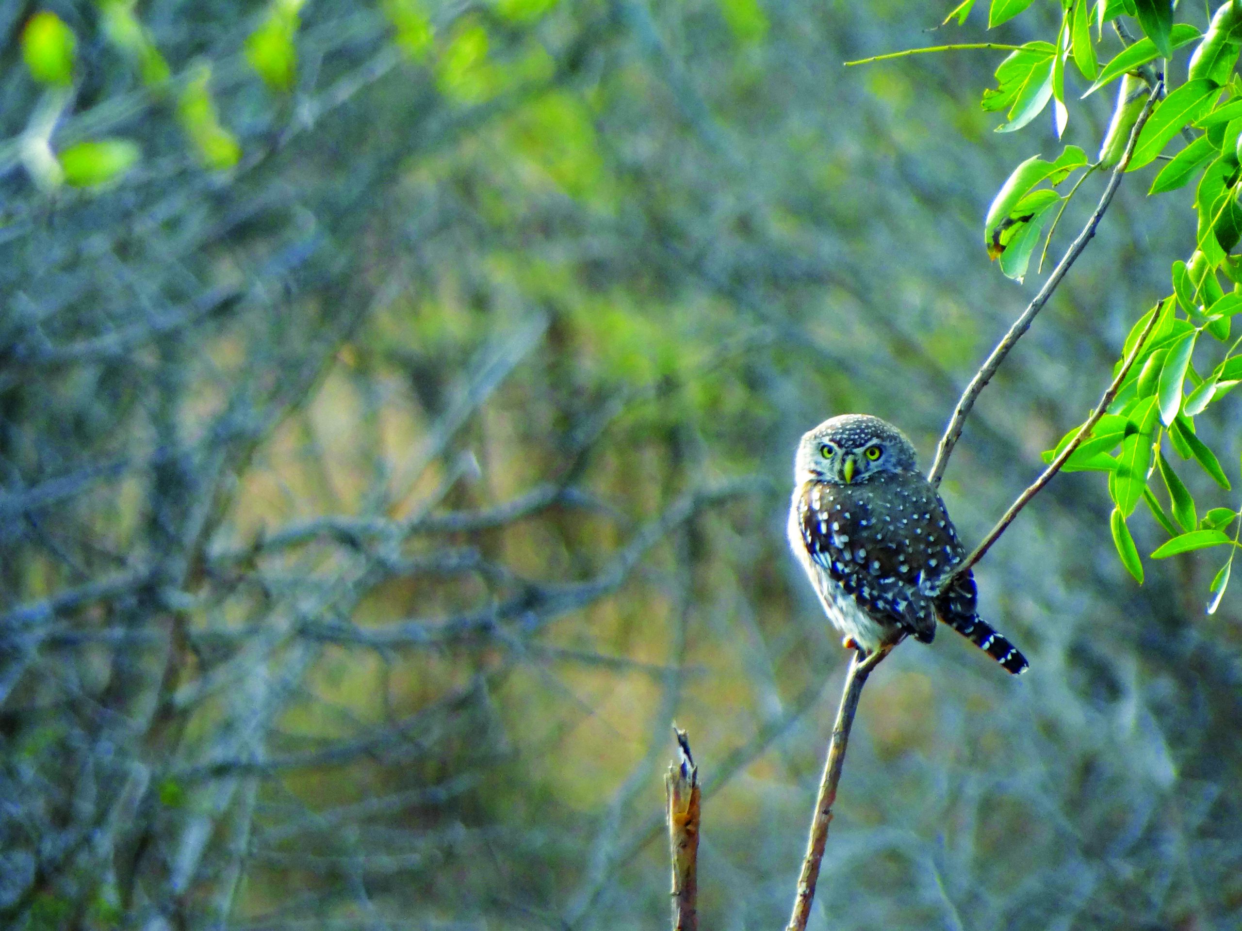 A pearl-spotted owl 