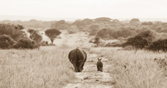 Rhino walking with baby