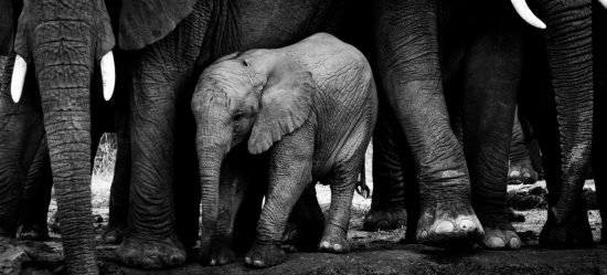 A elephant calf stands close to the long legs of the herd