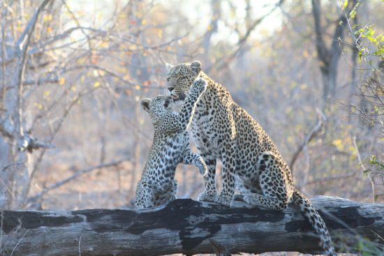 Leopard cub playfully swipes at his mother