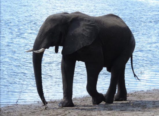 African elephant near water