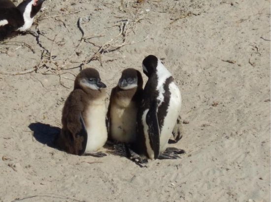 African penguin with two young penguins 