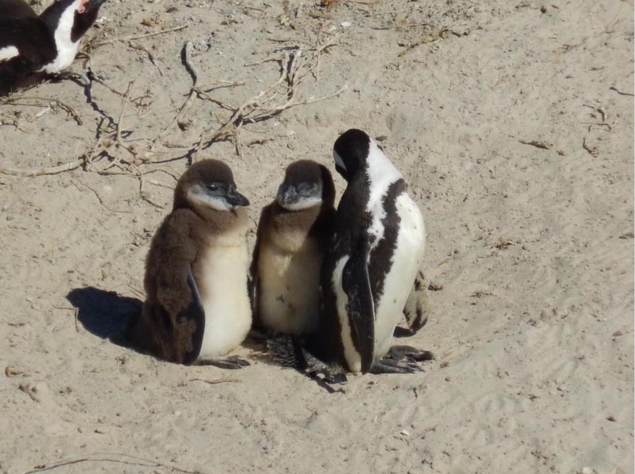 Manchot du Cap adulte et deux adolescents à Boulder's Beach, Afrique du Sud