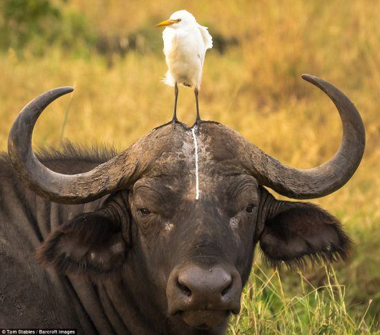 Un búfalo junto a su inseparable garcilla