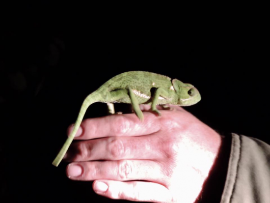 Holding a chameleon at night