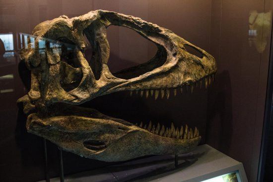 A dinosaur skull at one of Cape Town's museums 