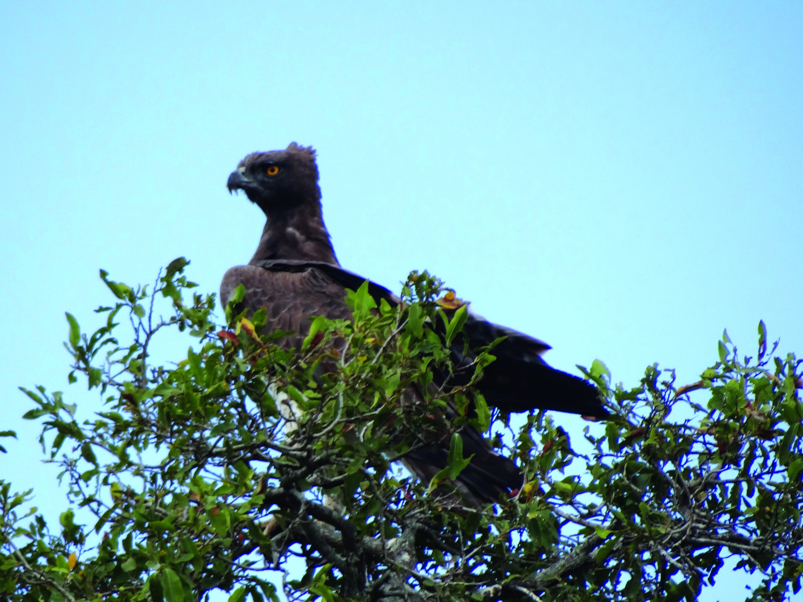 A Crowned eagle perched high in a tree