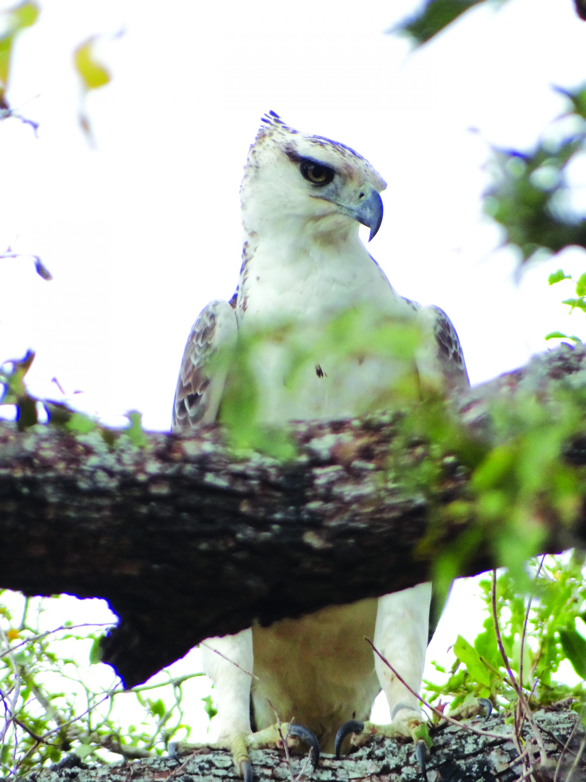 A Juvenile Crowned eagle