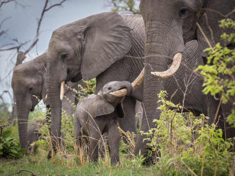 Kleiner Elefant klammert sich mit seinem Rüssel an die Stoßzähne seiner Mama