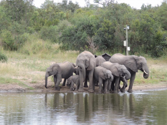 A herd of elephants at the waterhole 