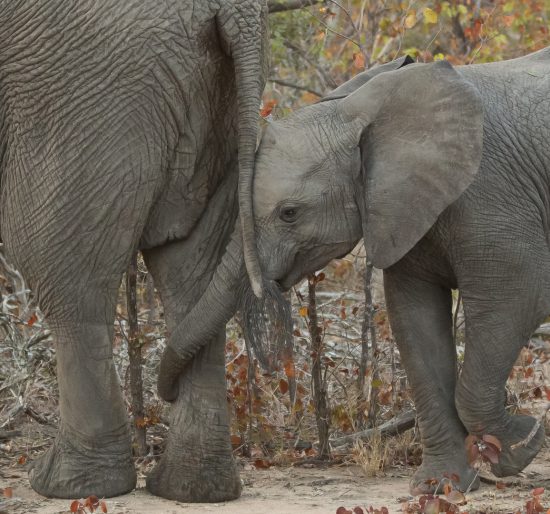 Éléphanteau enroulant sa trompe autour de la patte de sa mère, famille d'animaux sauvages.