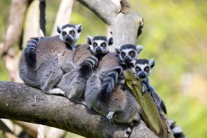 Lemurs on a branch in Madagascar