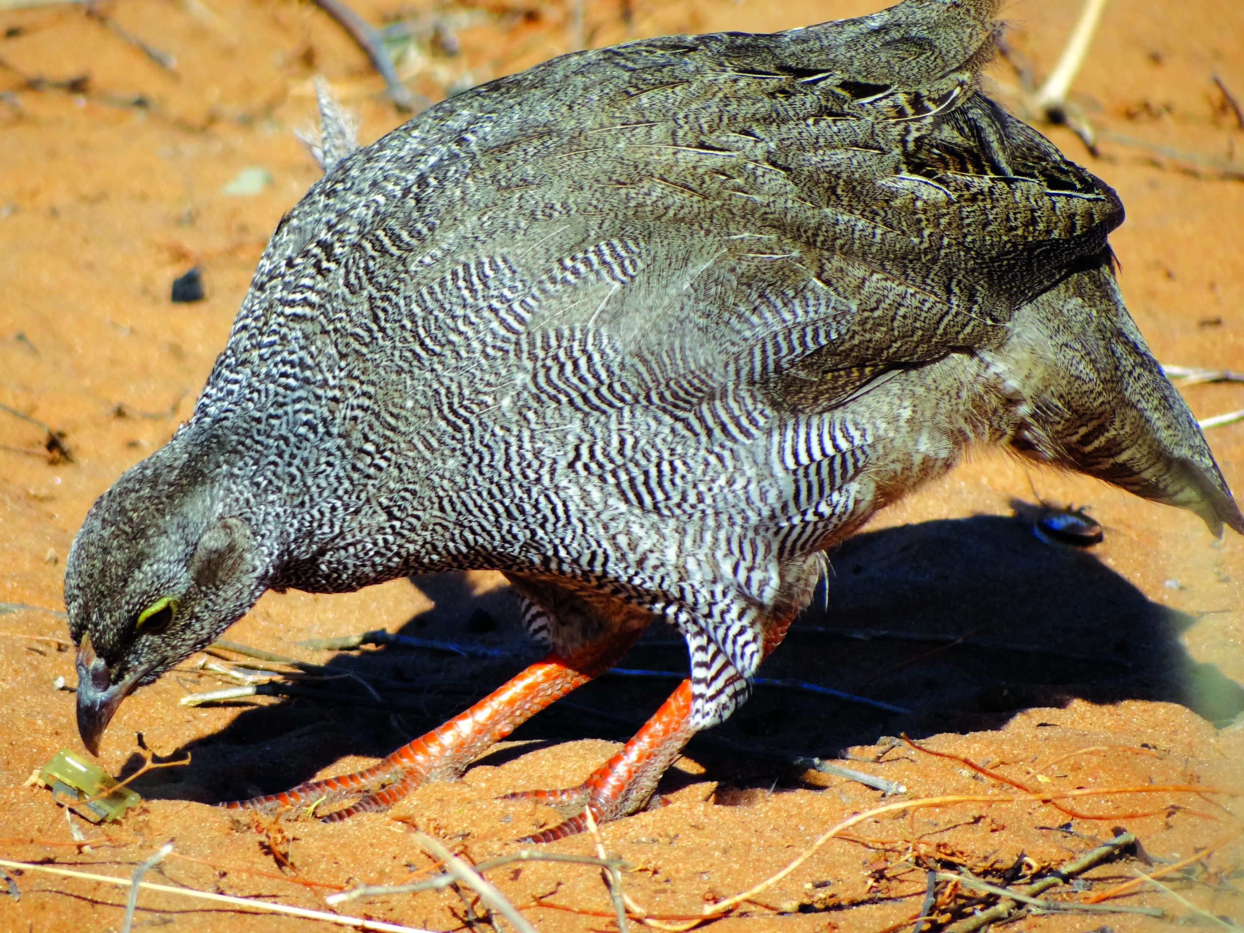 A Red-billed spurfowl pecking in the sand