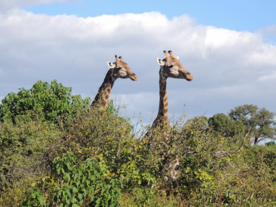 Two giraffes stand out from among the trees