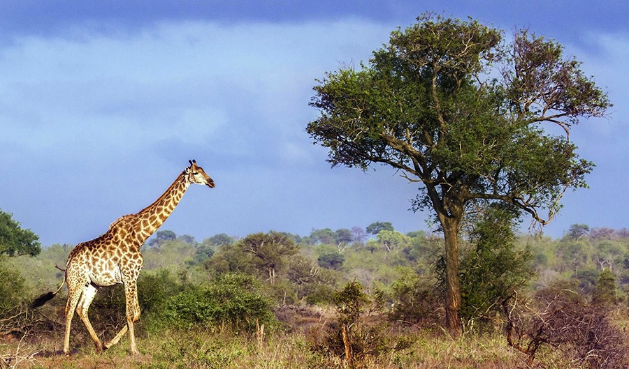 Girafa caminhando na Reserva Balule, na África do Sul