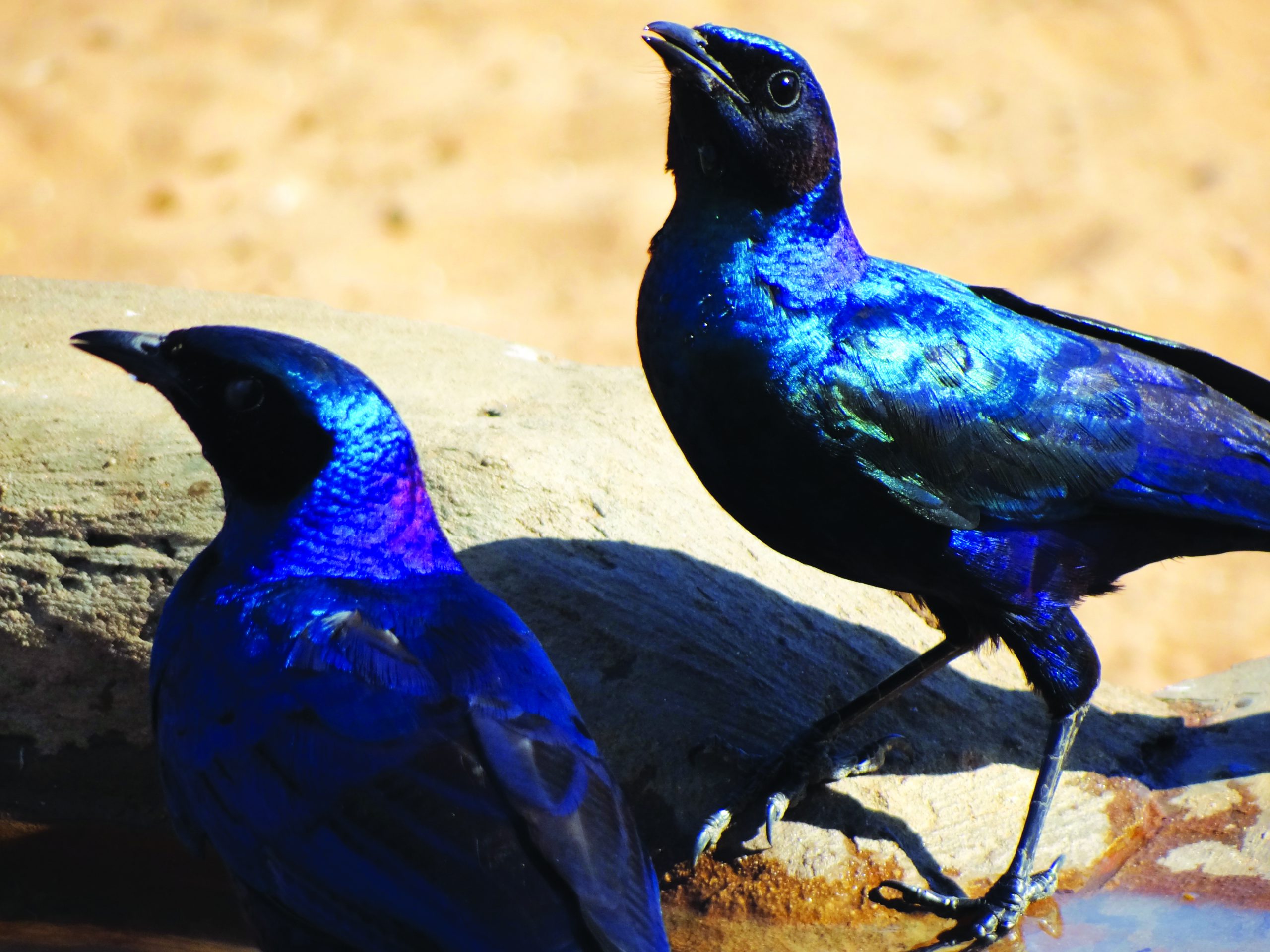 A pair of Cape Glossy Starlings