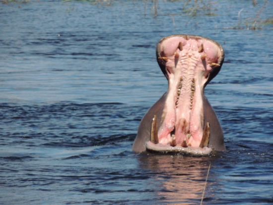 Hippo yawns