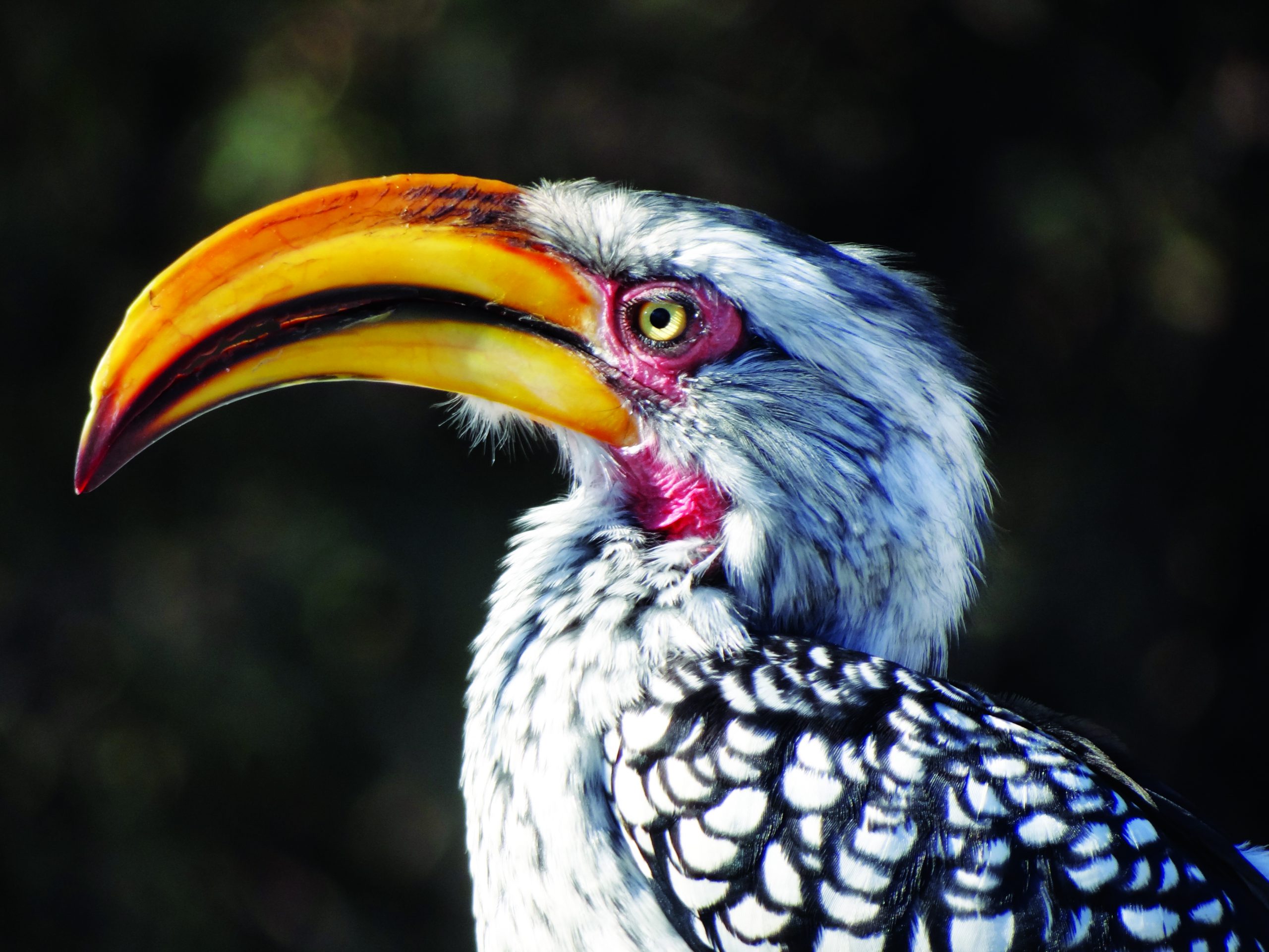 A bird with big beaks : the Yellow-billed Hornbill