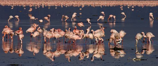 Viele rosa Flamingos im Wasser