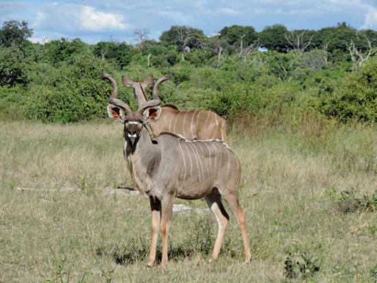 Two Kudus spotted 