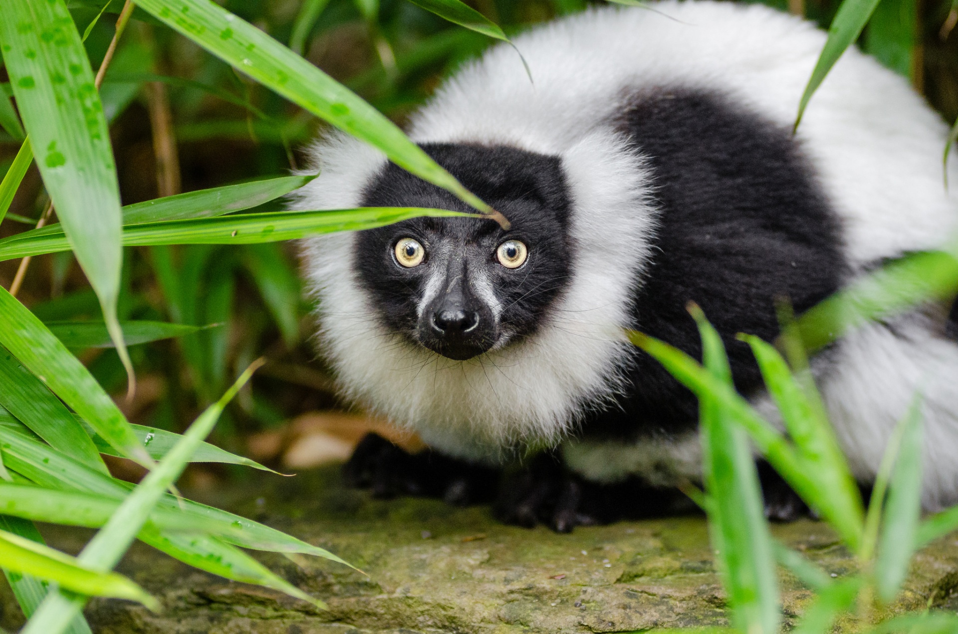 A black and white Ruffed lemur in Madagascar 