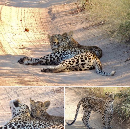 Leopards in the road