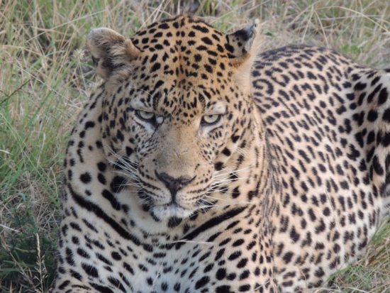 A leopard looking quite serious