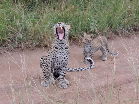 Leopard yawns while a cub looks on