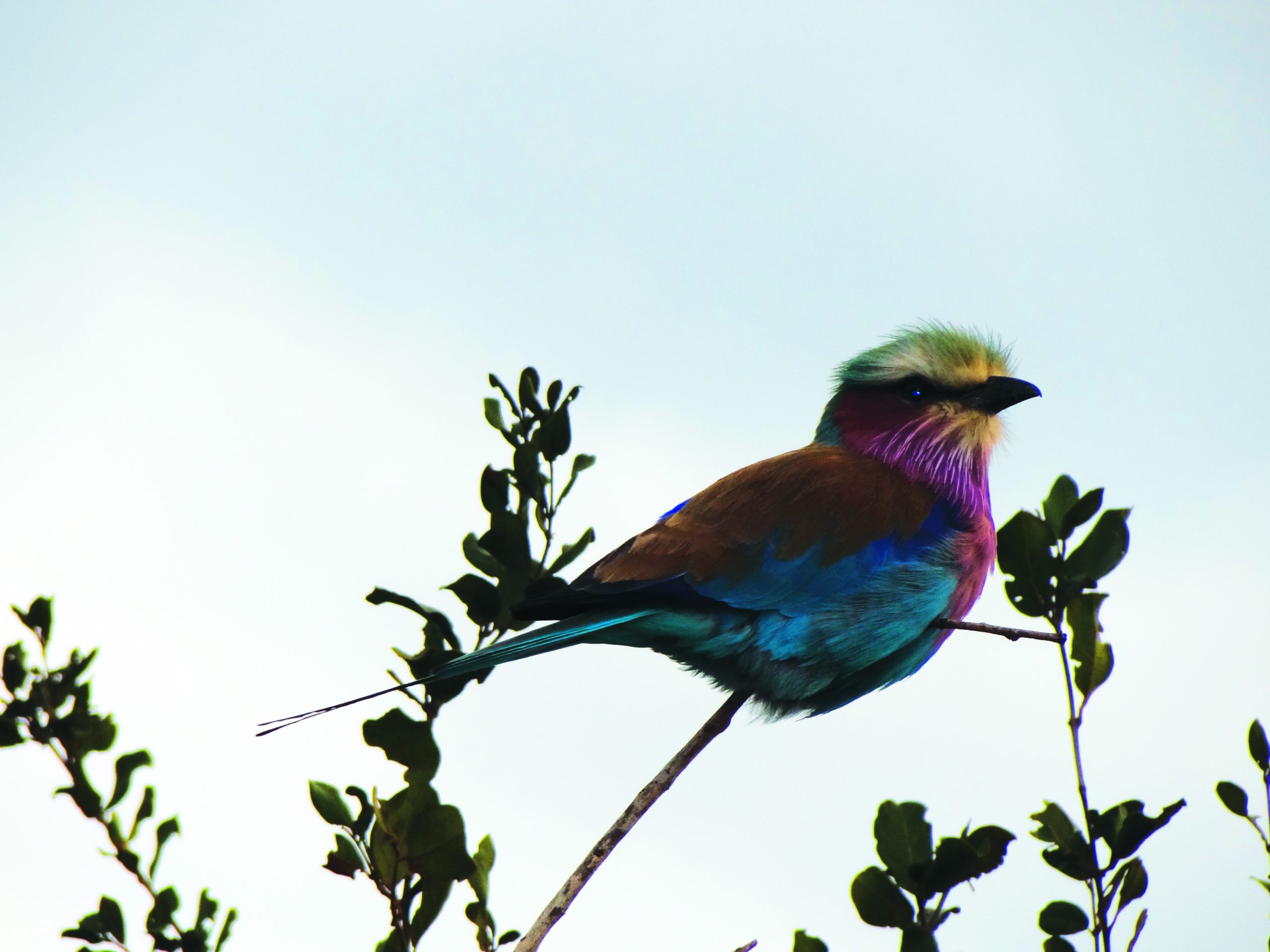 The spectacular Lilac-breasted roller