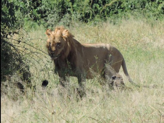 A Lion standing in the shade