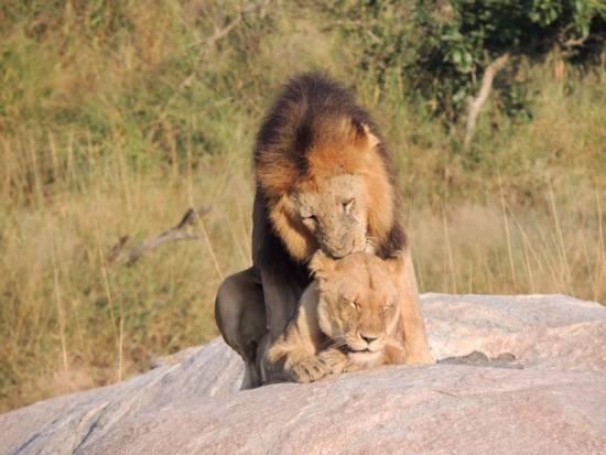 Two lions mating on a rock