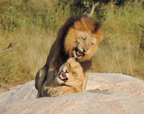 Two lions mating