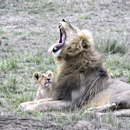 Lion rugissant dans la savane avec son lionceau à côté