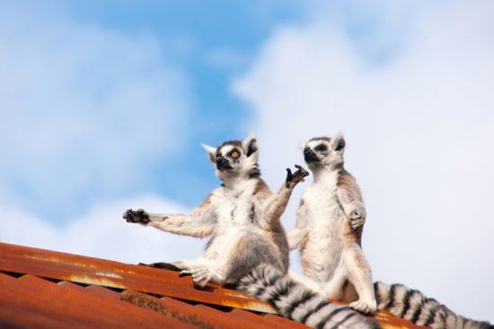 meditating lemurs on roof