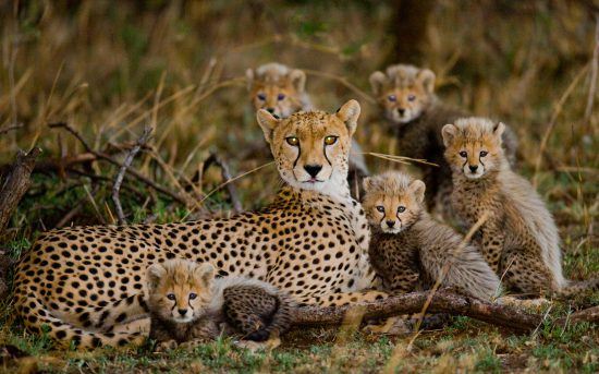 mother cheetah with five cubs