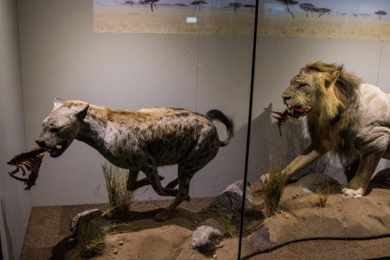 The display of taxidermied mammals at Iziko Museum 