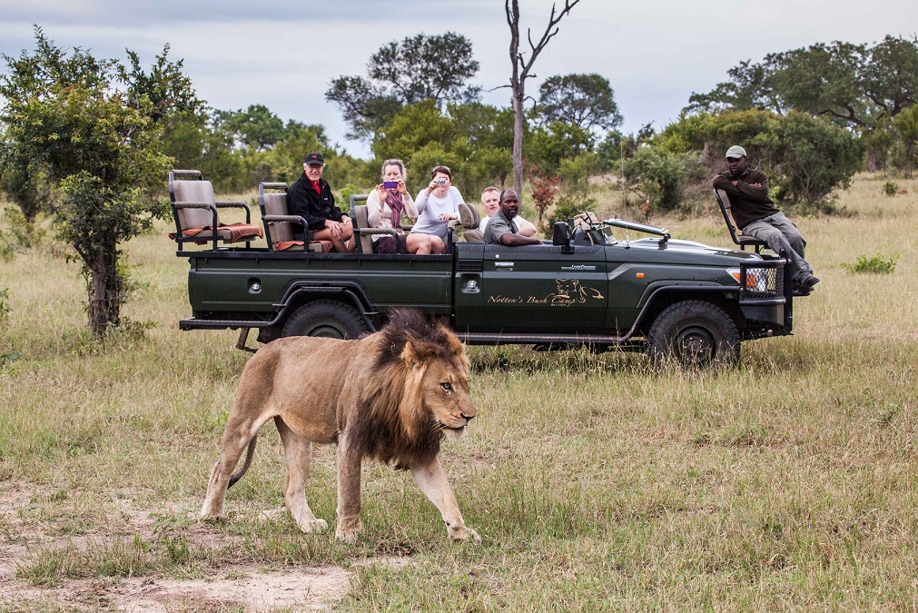 Sabi Sand Game Reserve : safari en voiture