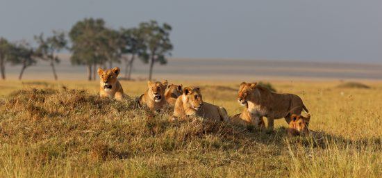 pride of lions in grass