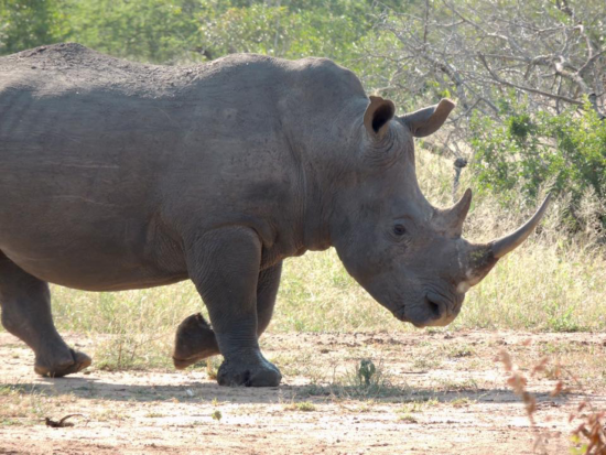 A Rhino 