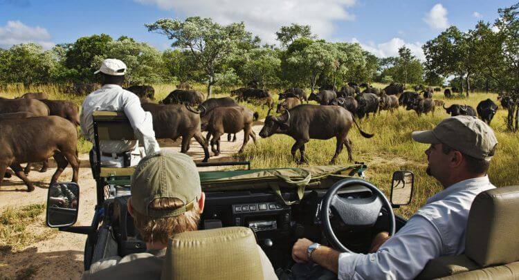 A safari vehicle comes across a herd of migrating wildebeest at Royal Malewane