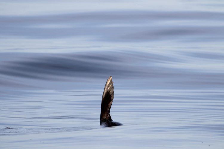 Aleta de lobo marino saliendo del agua