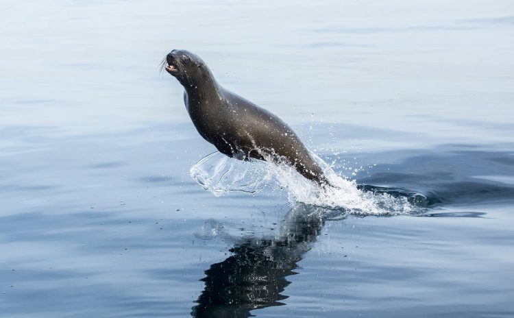 Lobo marino saltando del agua